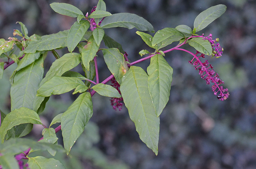 Phytolacca americana / Fitolacca, Cremesina, Uva-turca